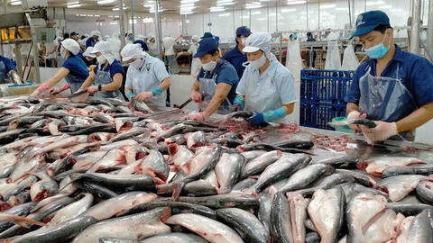 Doanh nghiệp Việt Nam gặp khó khi xuất khẩu cá tra sang Nga bị gián đoạn, đồng Ruble mất giá, thanh toán khó khăn