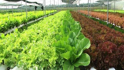 Hòa Bình định hướng phát triển kinh tế tri thức, sản xuất công nghệ cao