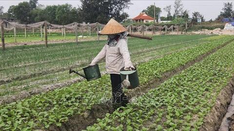 Quảng Bình phát triển mô hình trồng rau hữu cơ
