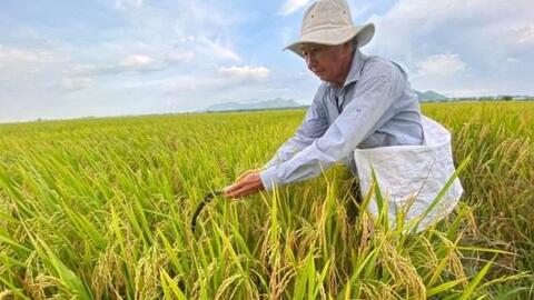Tăng nhanh độ phủ mô hình canh tác lúa phát thải thấp ở đồng bằng sông Cửu Long