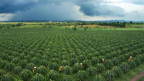 Bình Thuận mở rộng thị trường thanh long