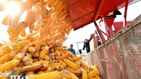 Thị trường nông sản đồng loạt tăng giá