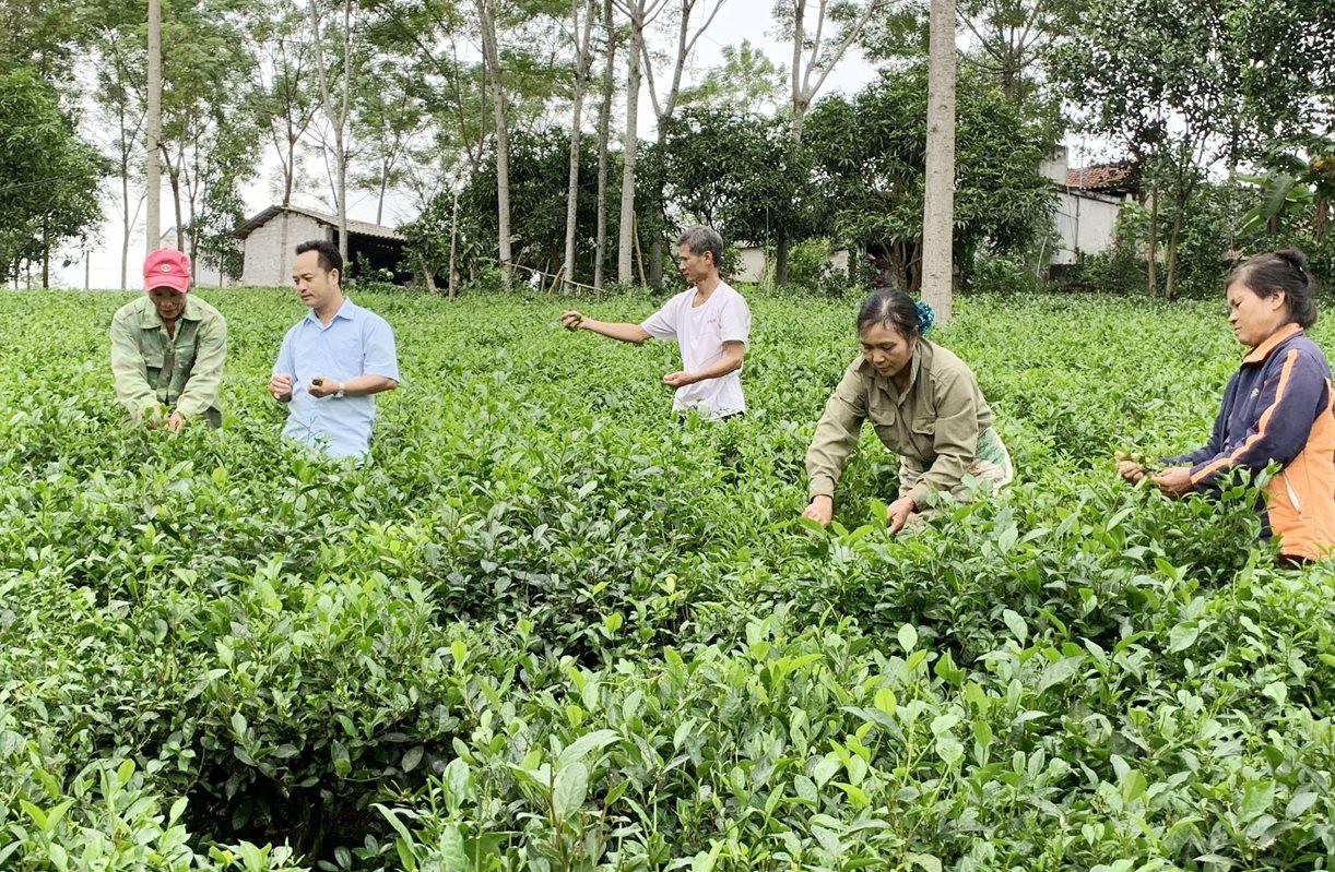 mo-hinh-trong-che-theo-tieu.jpg