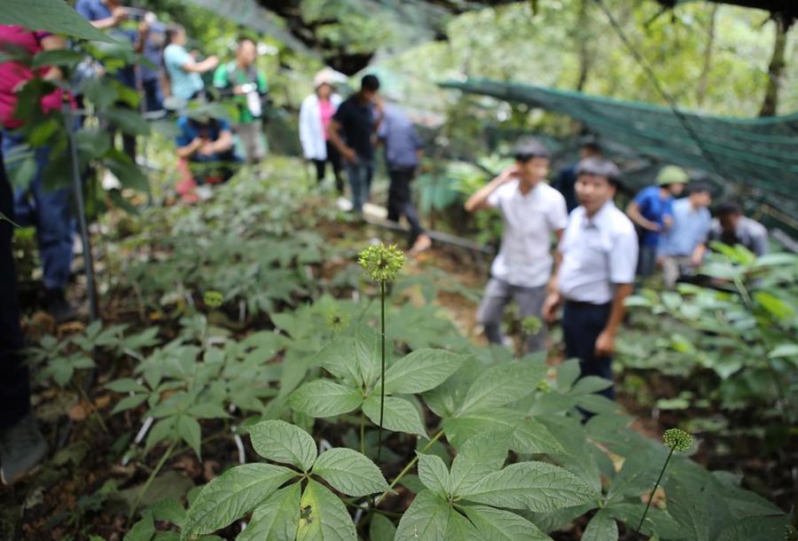 Phát triển du lịch sinh thái gắn với dược liệu: Cơ hội tạo ra một ngành kinh tế "lai" - Ảnh 1