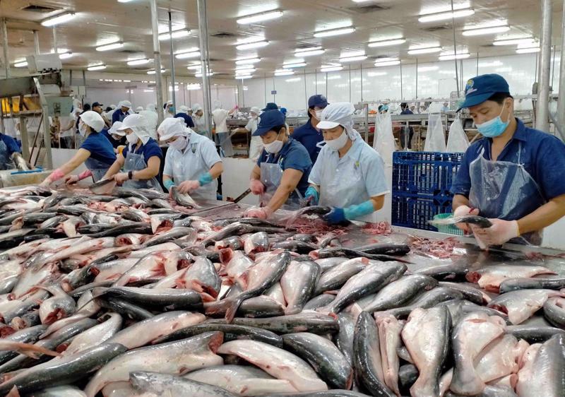 Xuất khẩu cá tra 3 quý của năm 2024 tăng 8% so với cùng kỳ năm ngoái