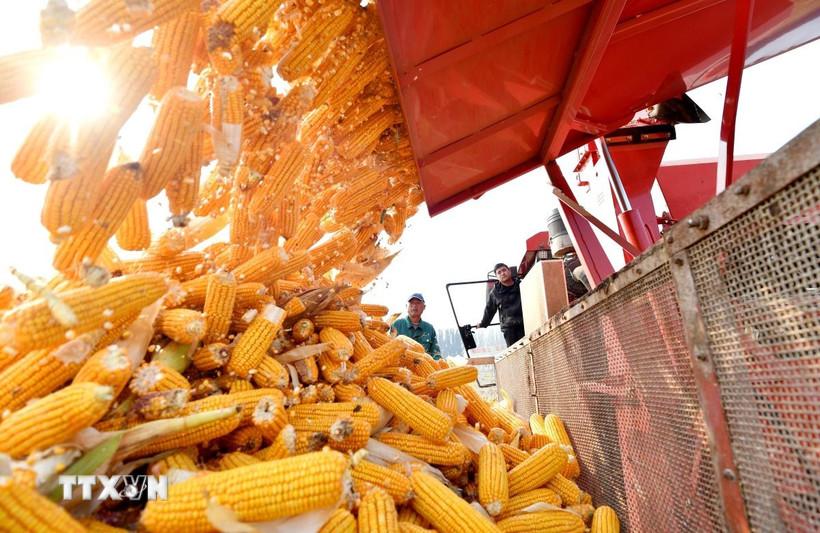 Ngô bật tăng trở lại sau chuỗi dài giảm giá sâu, rơi về tận đáy của một năm qua. (Ảnh: THX/TTXVN)